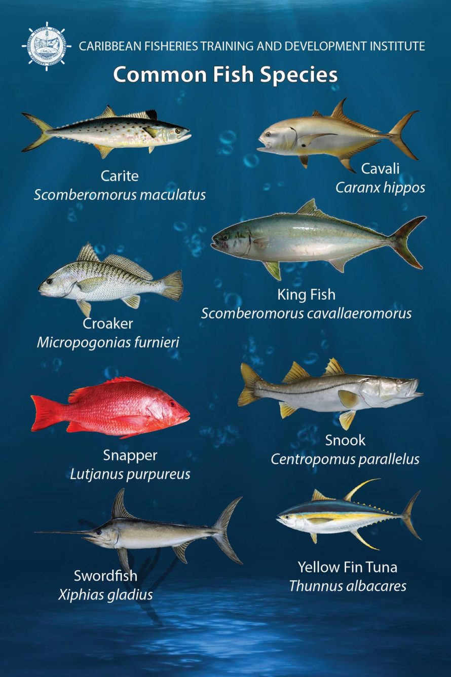 Common Fish Species In Trinidad and Tobago - Caribbean Fisheries ...