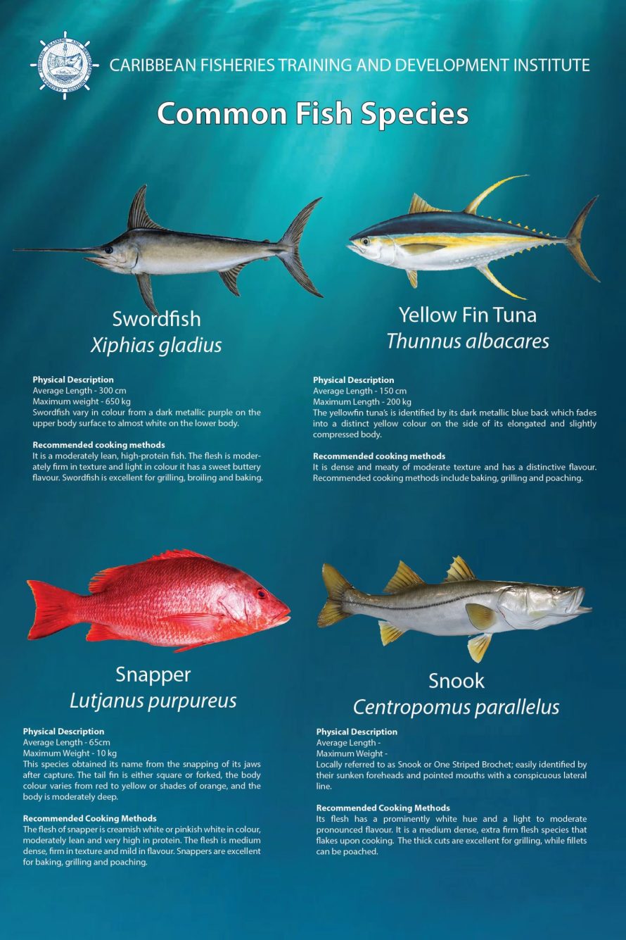 Common Fish Species In Trinidad And Tobago Caribbean Fisheries 